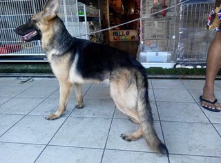 Purebred &amp; Healthy Germen Shepherd Puppies - German Shepherd Dog Dog