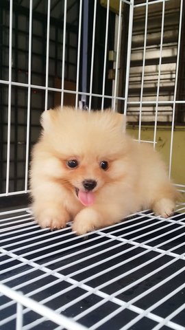 Tinysize  Female Pom Puppy A1234 - Pomeranian Dog