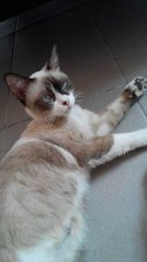Rainy - Siamese + Domestic Short Hair Cat