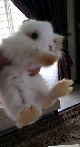 Roger Rabbit  - Bunny Rabbit Rabbit
