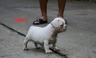 Frenchbull Dog(White) - French Bulldog Dog