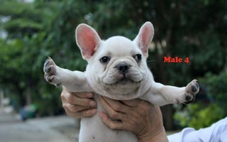 Frenchbull Dog(White) - French Bulldog Dog