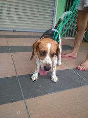 PF67128 - Beagle Dog