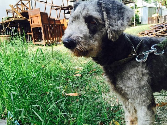 Lenora - Standard Poodle Mix Dog