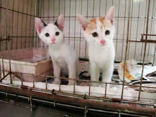 Panda Ears Kitty - Domestic Short Hair Cat