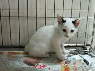 Panda Ears Kitty - Domestic Short Hair Cat