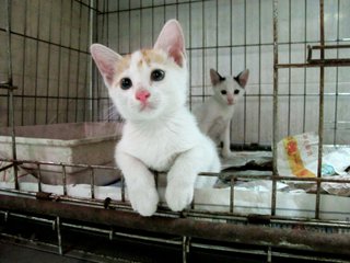 Micho - Domestic Short Hair Cat