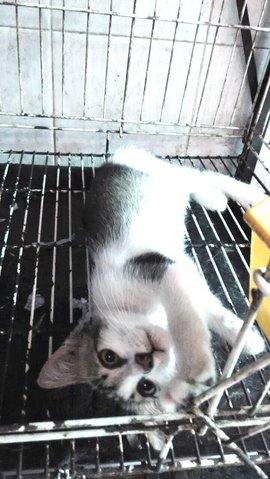 Kushi - Domestic Short Hair Cat