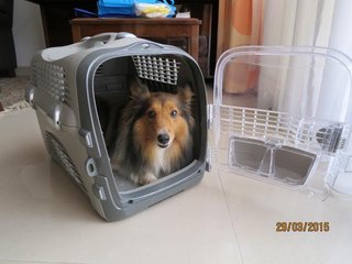 She's so small that she can fit inside a cat carrier