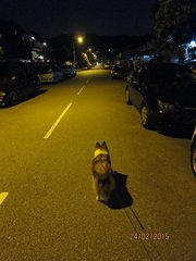 Loves walks whether in late night or early morning when it's cool