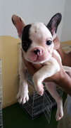 French Bulldog(Female) - French Bulldog Dog