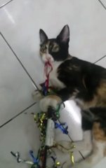 Jolly-bobtailed Kitty For Adoption - Domestic Short Hair + Bobtail Cat