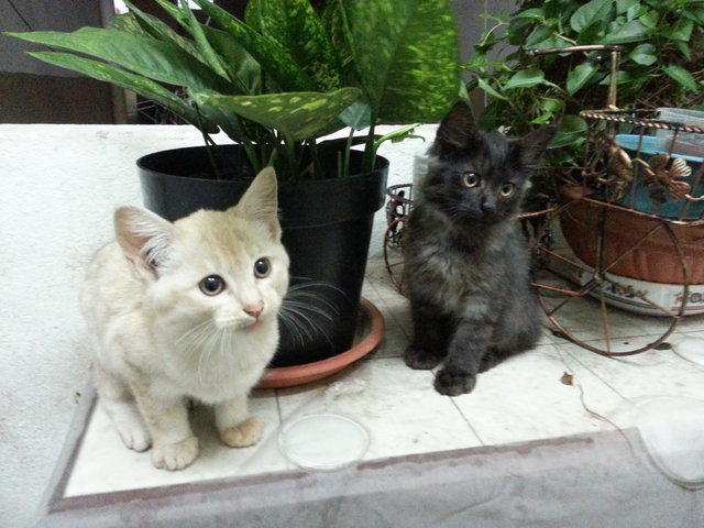 Kitty And Meow - Domestic Medium Hair + Domestic Short Hair Cat