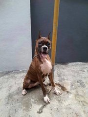 Boxer ( Parent Imported )  - Boxer Dog