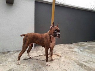 Boxer ( Parent Imported )  - Boxer Dog