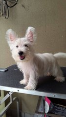 Westie Puppy For Sale - West Highland White Terrier Westie Dog