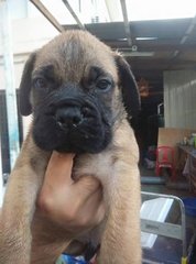 Bullmastiff (Parent Imp N Champion) - Bullmastiff Dog