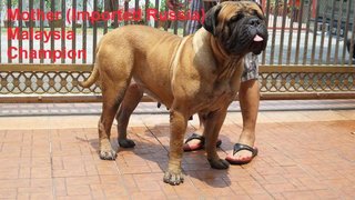 Bullmastiff (Parent Imp N Champion) - Bullmastiff Dog