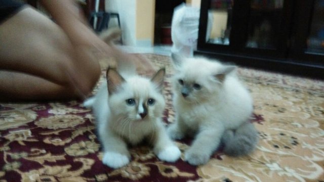 Birman Kittens - Birman + Domestic Long Hair Cat