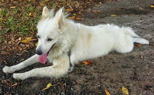 Lester - Spitz Mix Dog