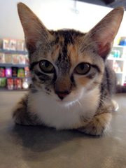 Miu Miu - Domestic Short Hair Cat