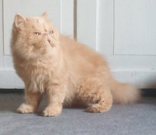 Female Persian Proven - Persian Cat