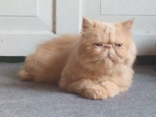Female Persian Proven - Persian Cat
