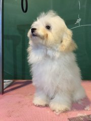 White Toy Poodle - Show Quality  - Poodle Dog