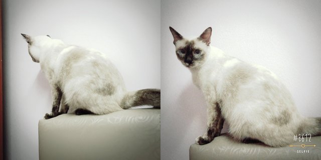 Xiao P - Siamese Cat