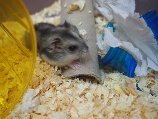Hamster For Adoption - Hamster Small & Furry