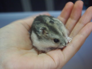 Hamster For Adoption - Hamster Small & Furry