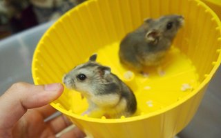 Hamster For Adoption - Hamster Small & Furry