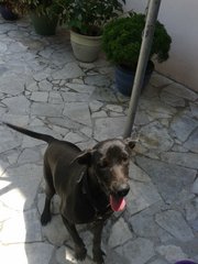 Beautiful Jetta- Ipoh, Perak - Mixed Breed Dog
