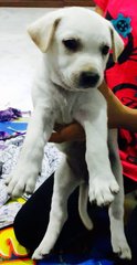 White Pups - Mixed Breed Dog