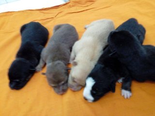Black Pups - Mixed Breed Dog