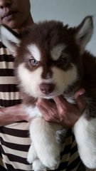 Promo Giant Alaskan Malamute - Alaskan Malamute Dog