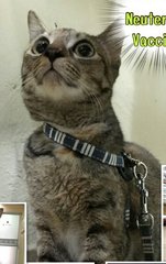 Korea - Domestic Short Hair Cat