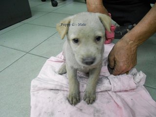 Puppies For Adoption In Ipoh - Mixed Breed Dog