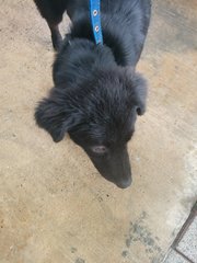 Xena - Black Labrador Retriever Mix Dog