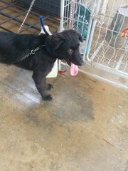 Xena - Black Labrador Retriever Mix Dog