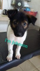 Johnson (Ipoh) - Mixed Breed Dog