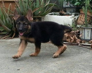 German Shepherd Medium Hair - German Shepherd Dog Dog