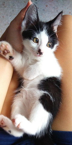 Freckles, Cookies &amp; Oreo - Domestic Short Hair Cat