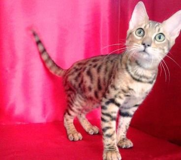 Kucing Golden Spotted Bengal - Bengal Cat