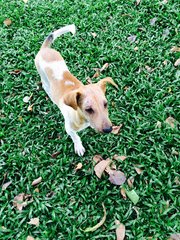 3 Month Male Pup - Mixed Breed Dog