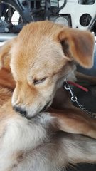 Muffin &amp; Cookie (Neutered) - Mixed Breed Dog