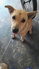 Muffin &amp; Cookie (Neutered) - Mixed Breed Dog