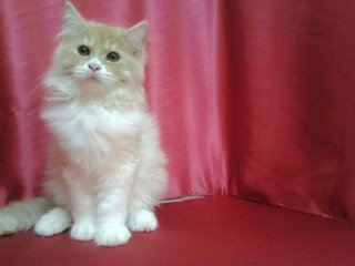 Persian Kitten_kucing Parsi - Persian Cat