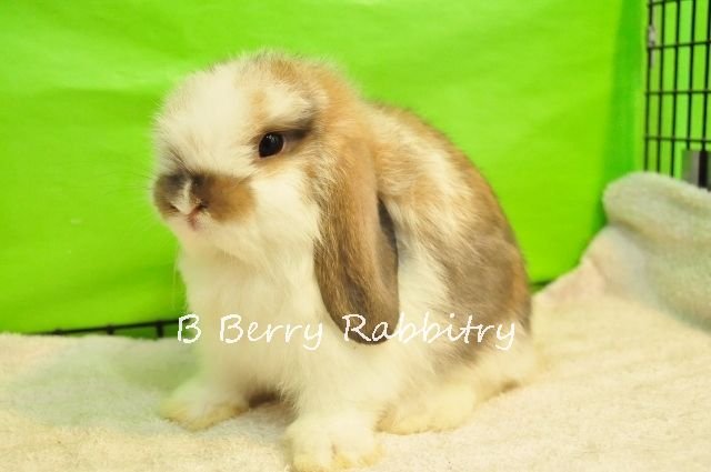 Holland Lop - Broken Tort 50 - Holland Lop Rabbit