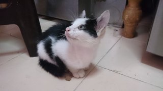 Pilot - Domestic Short Hair Cat
